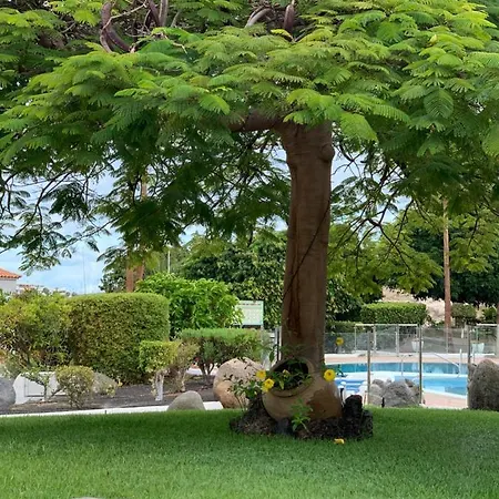 Mango Costa Adeje (Tenerife)